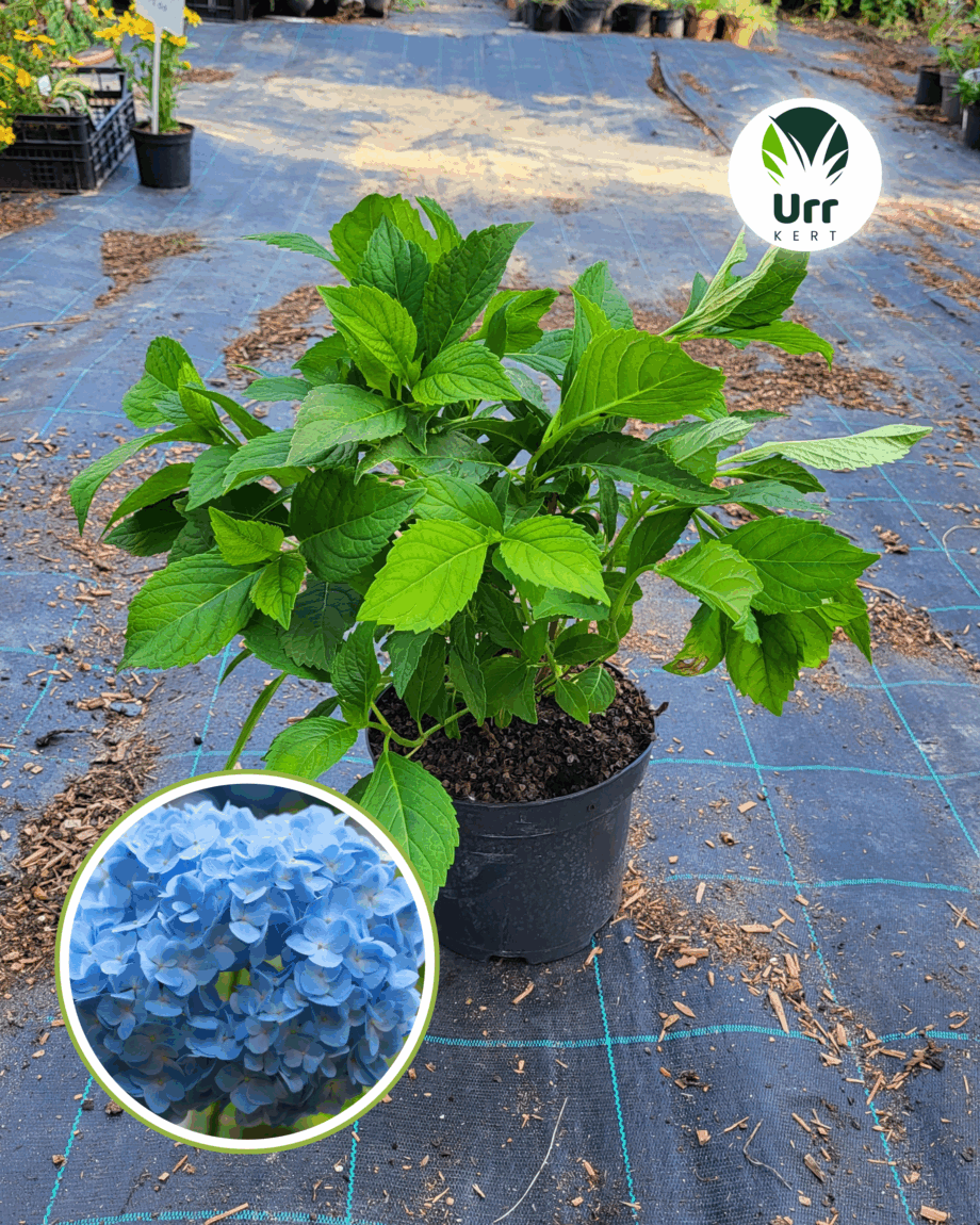 Hortenzia 'Nikko Blue'