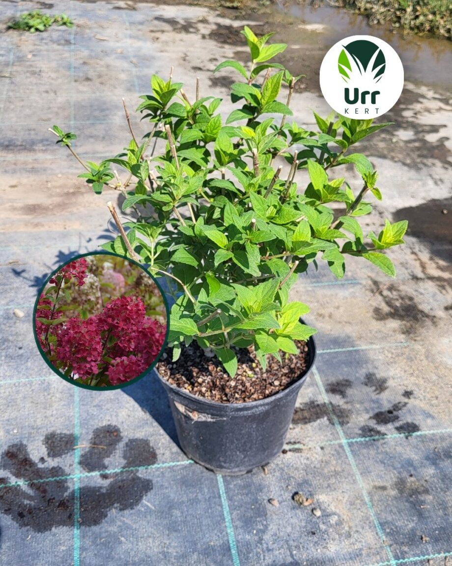Hortenzia ‘Diamant Rouge’