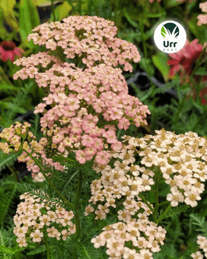 Cickafark - választható színben