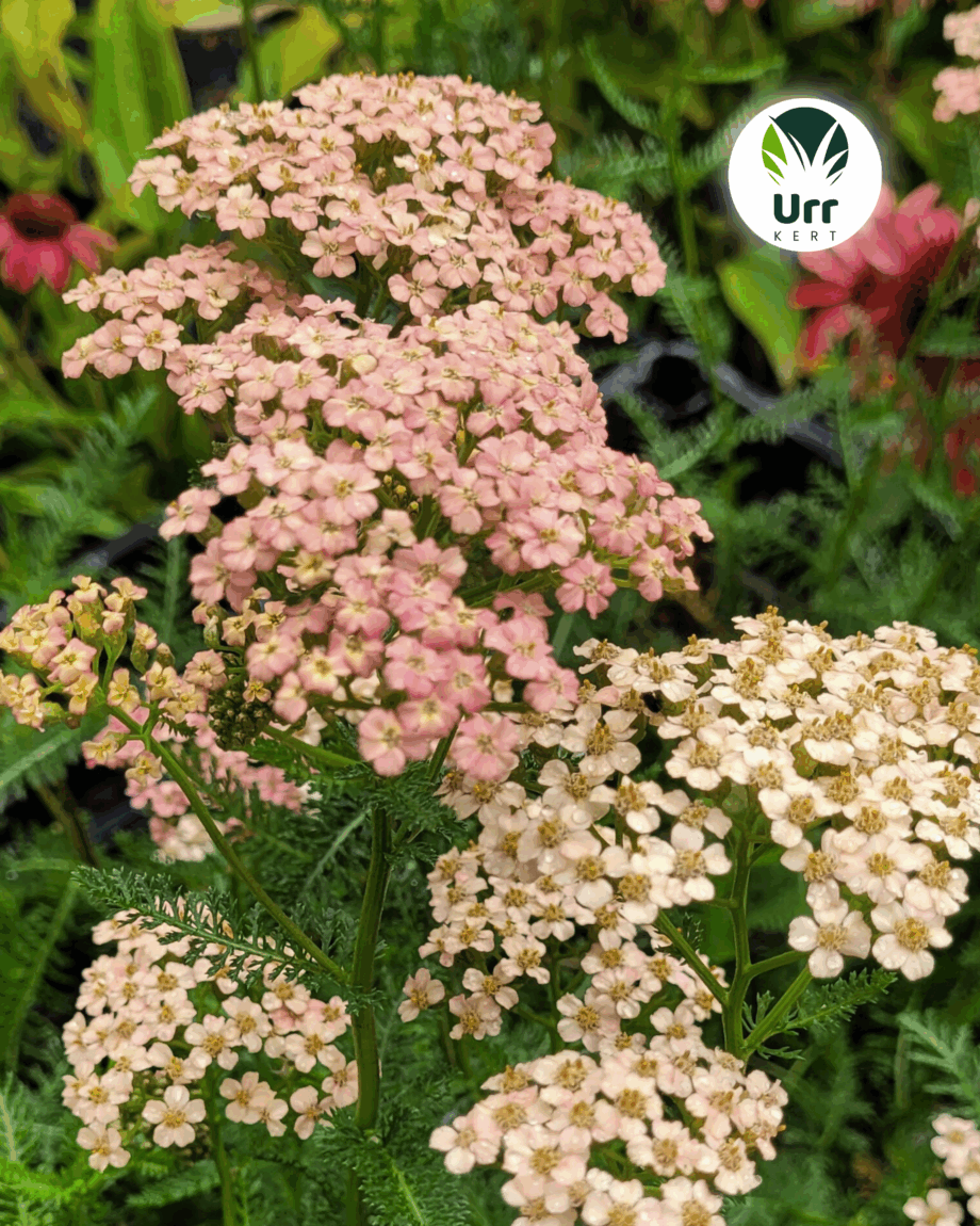 Cickafark - választható színben