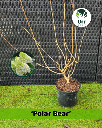 Hortenzia 'Polar Bear'