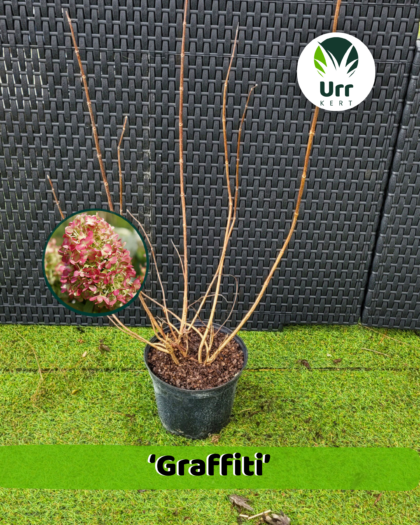 Hortenzia ‘Graffiti’