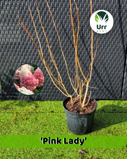 Hortenzia 'Pink Lady'