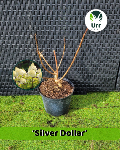Hortenzia 'Silver Dollar'