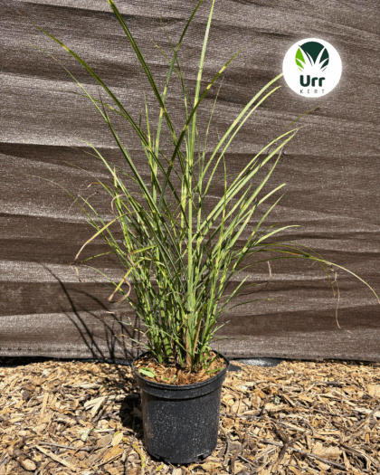 Japánfű 'Pünktchen'