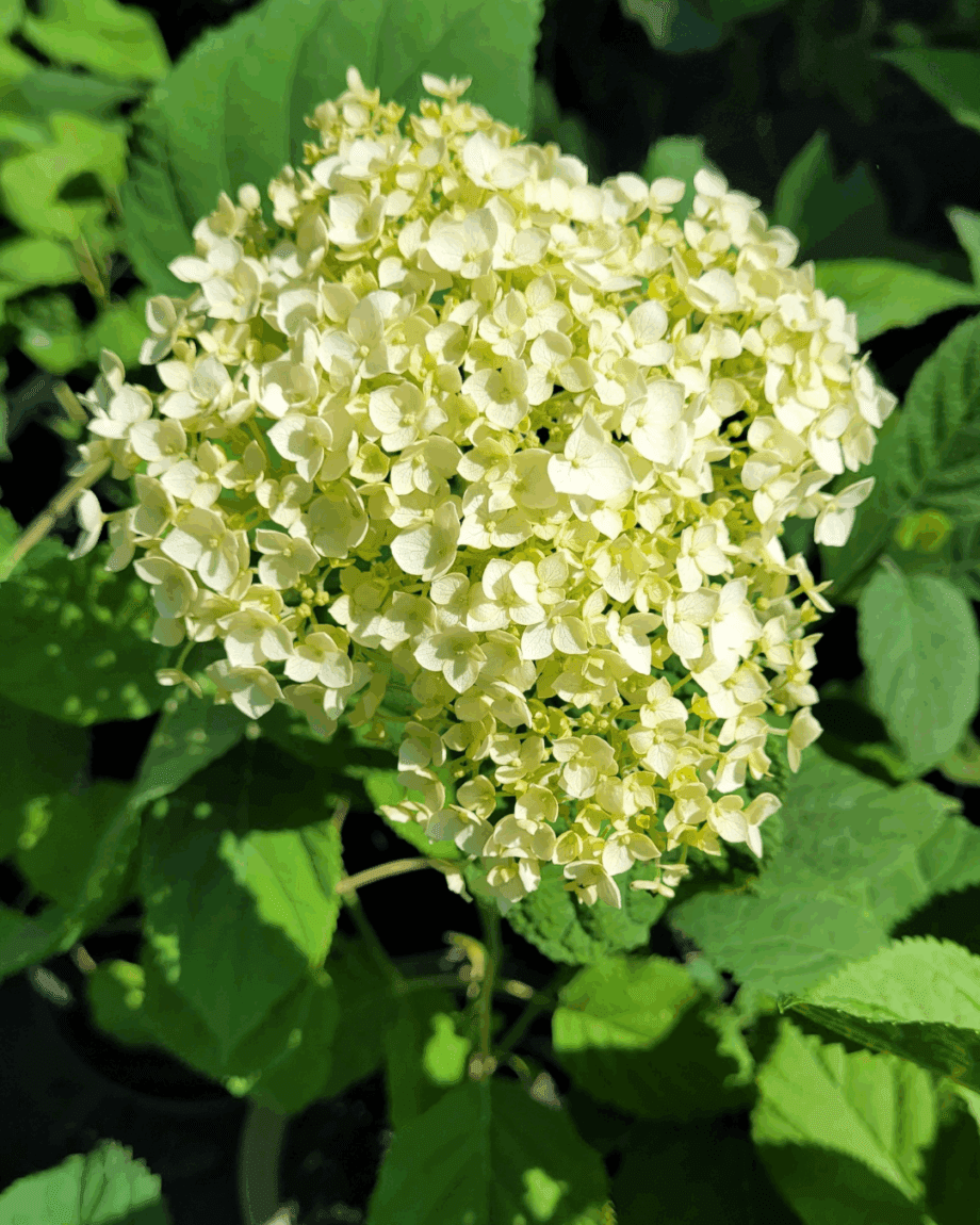 Annabelle Hortenzia
