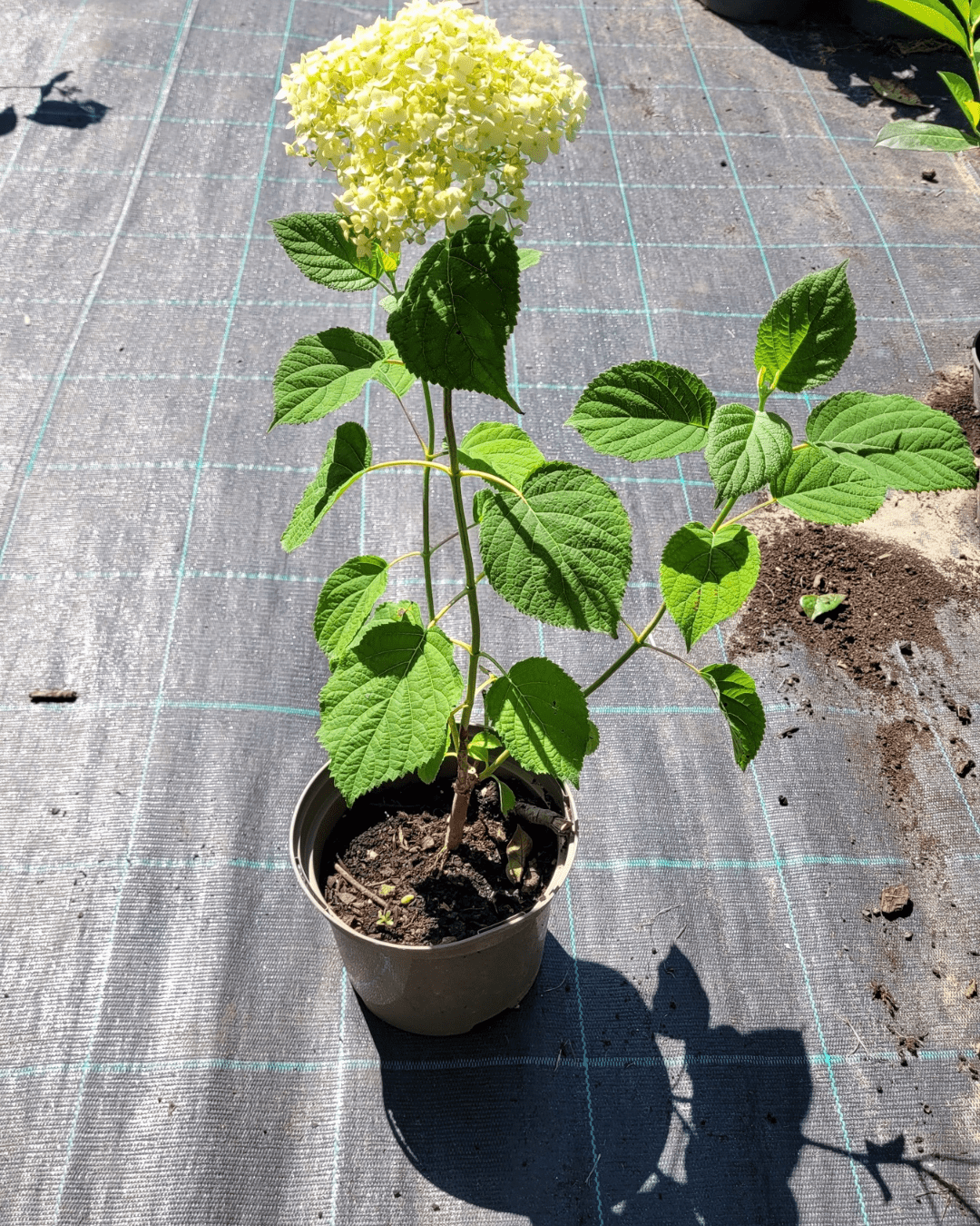 Annabelle Hortenzia - Image 2