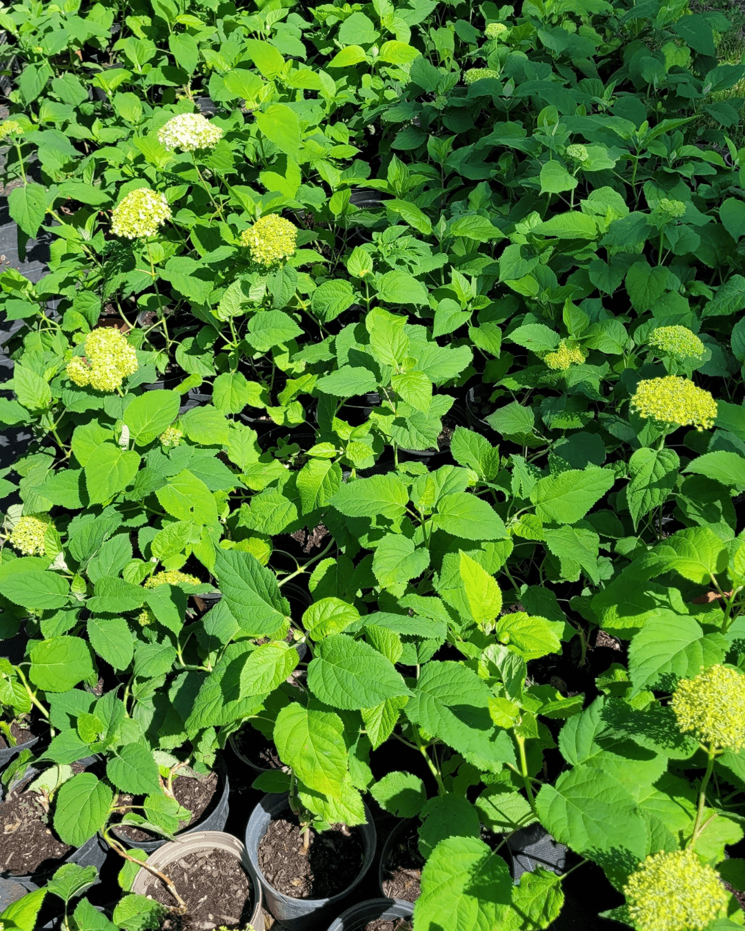 Annabelle Hortenzia - Image 4