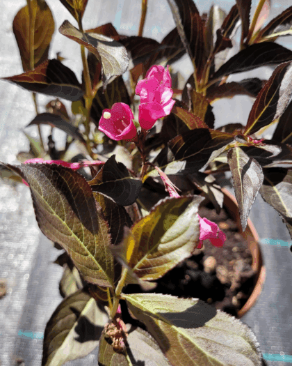 Bordó levelű rózsalonc