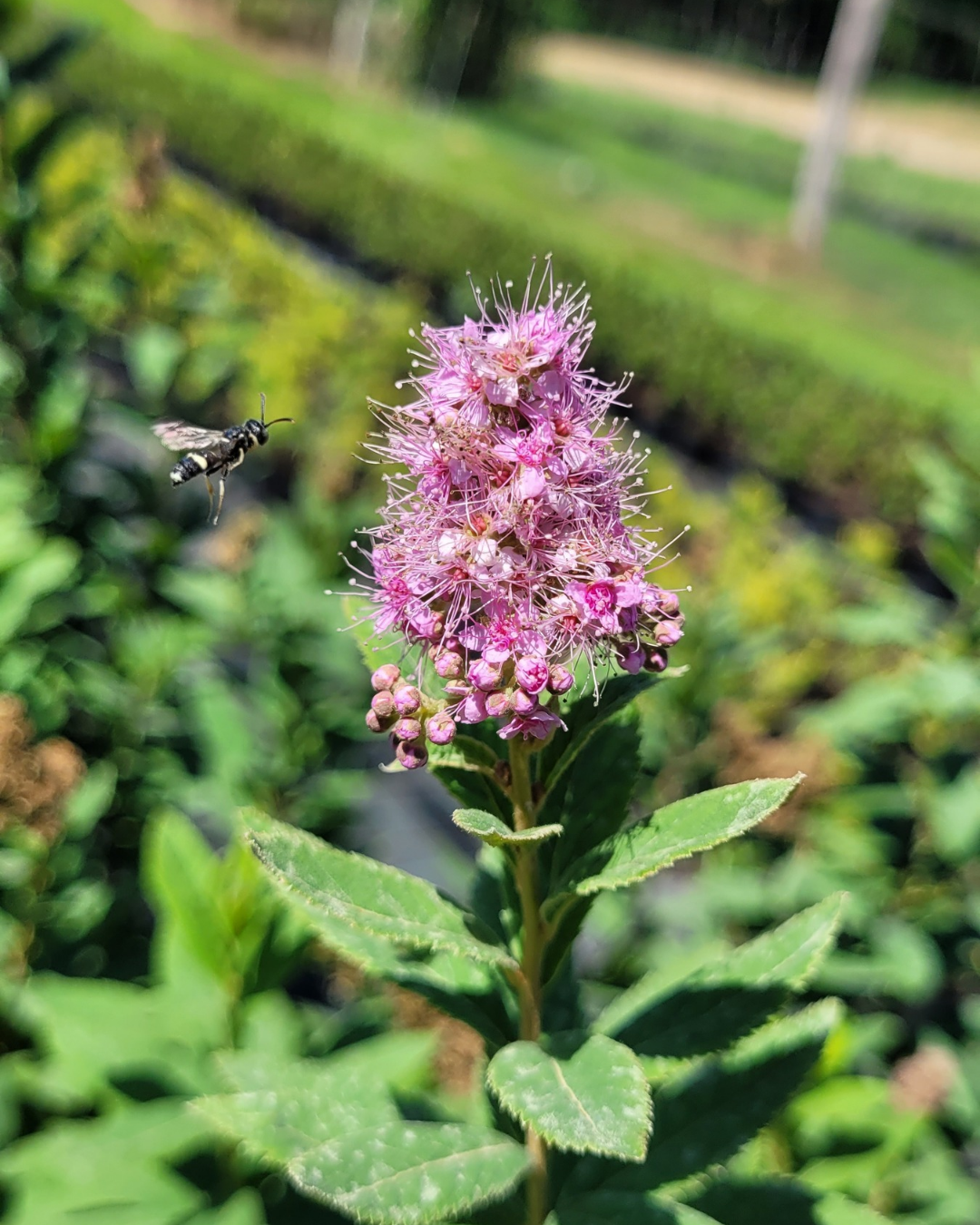 Rózsaszín virágú gyöngyvessző - Image 2