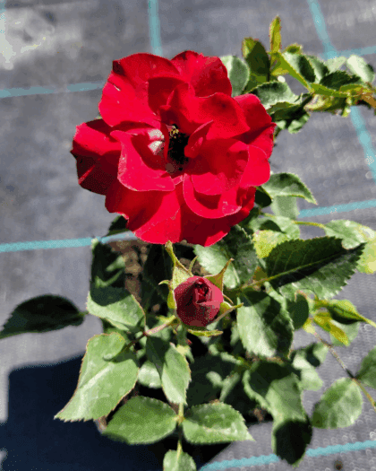 Marondo piros bokorrózsa