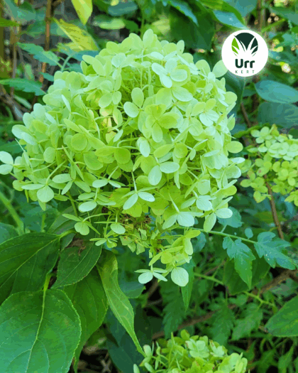 Hortenzia 'Limelight'