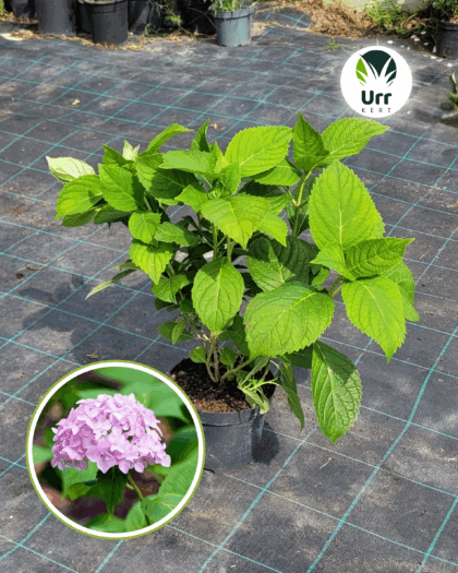 Hortenzia 'Bouquet Rose'