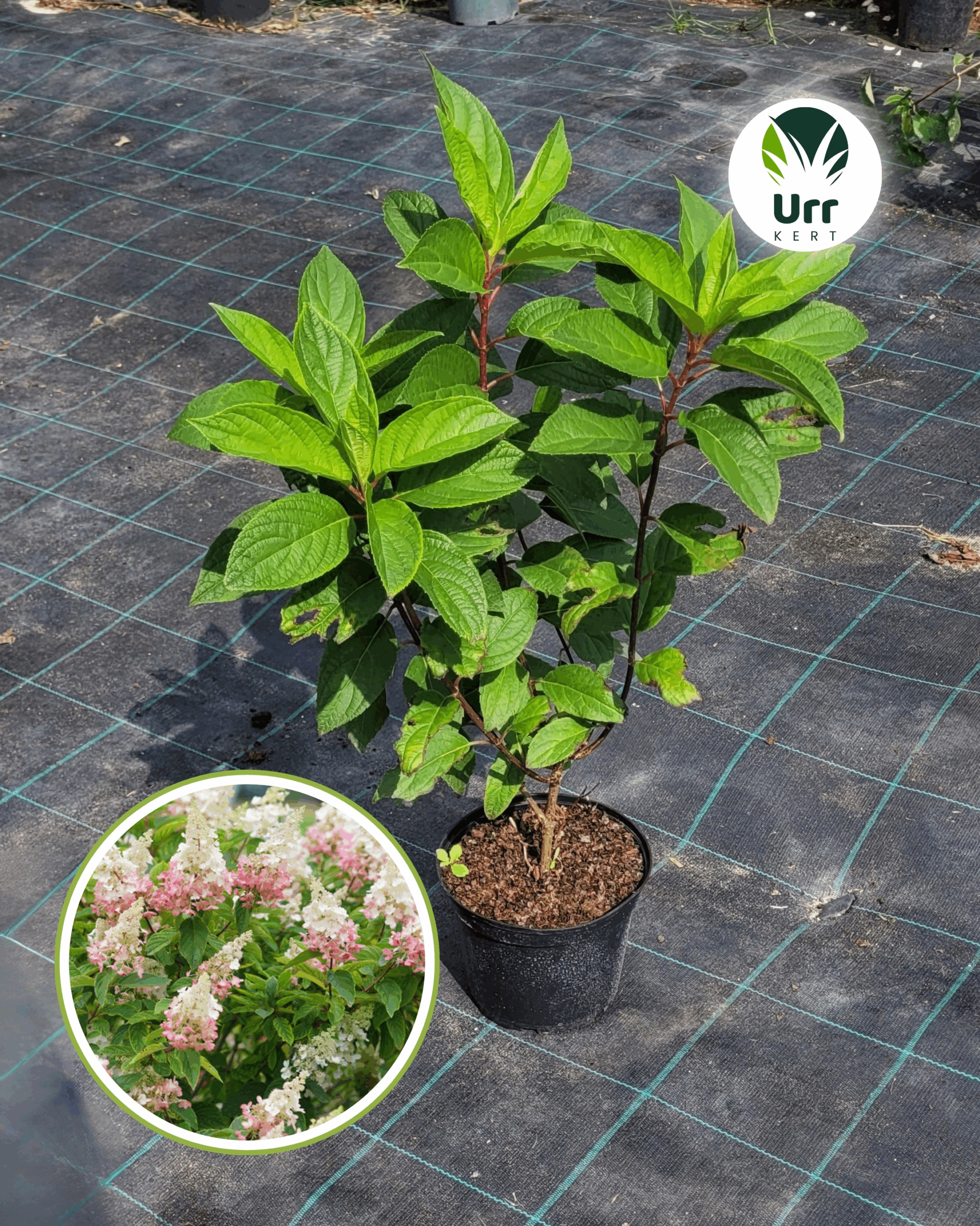 Hortenzia 'Pinky Winky'