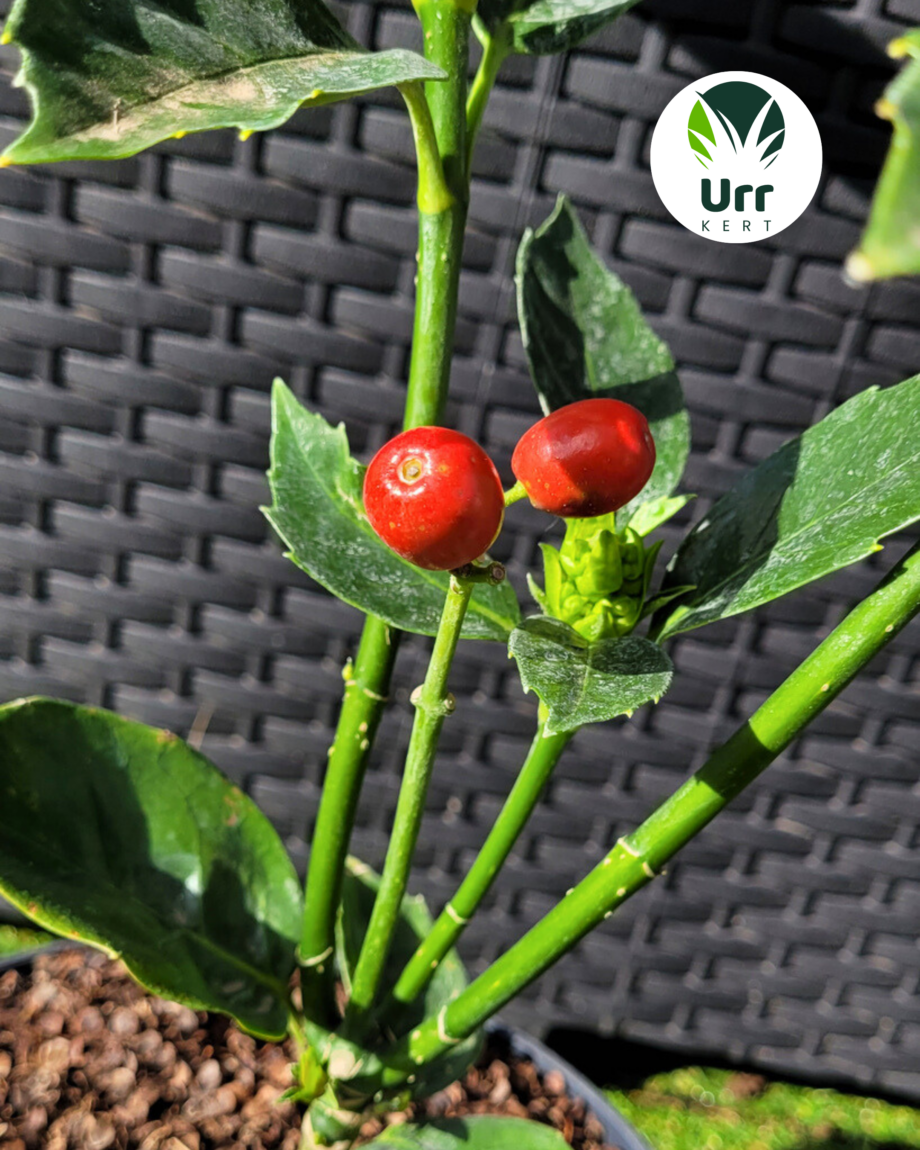 Japán Babérsom - Választható fajta