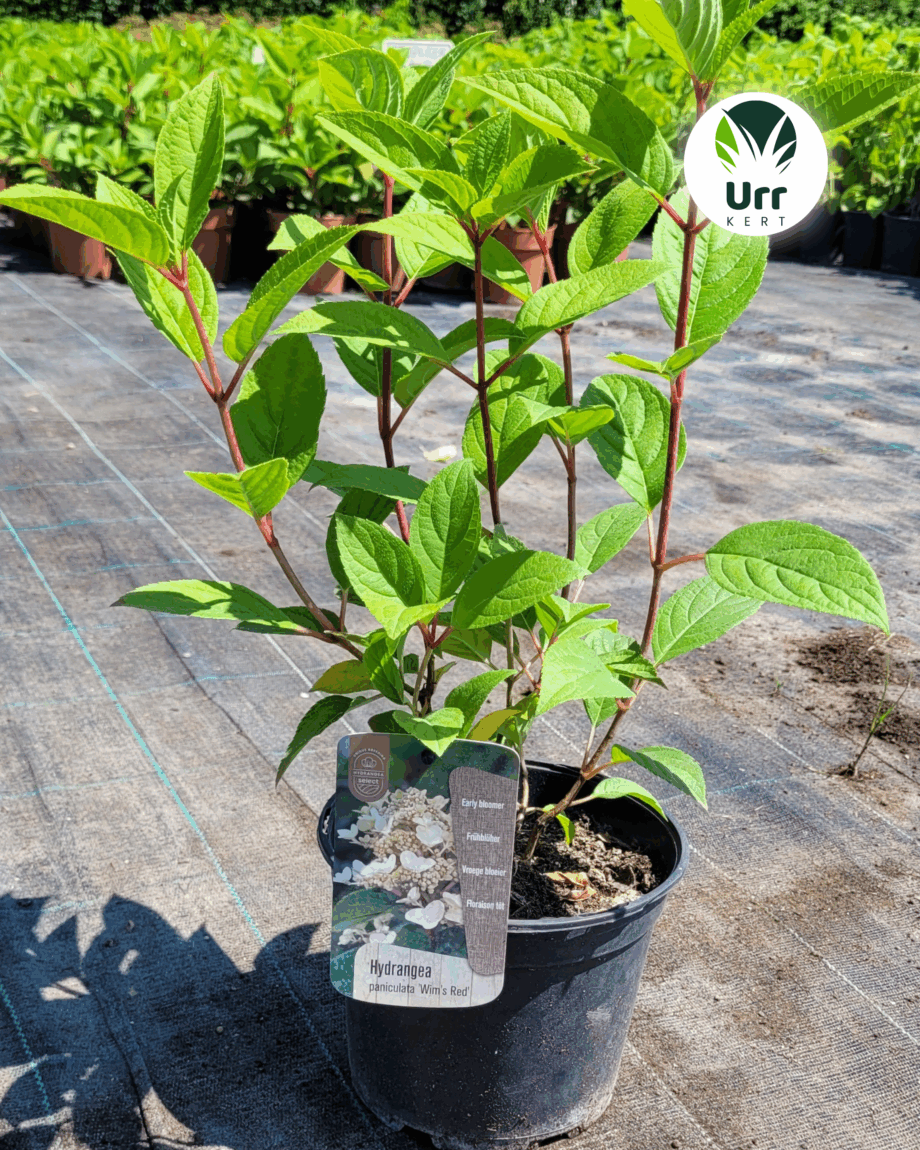 Hortenzia 'Wim's Red'