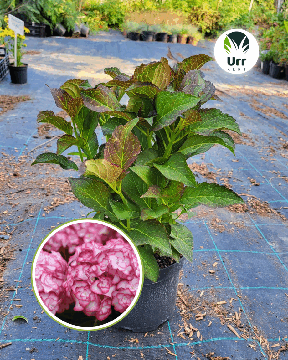 Hortenzia 'Miss Saori'