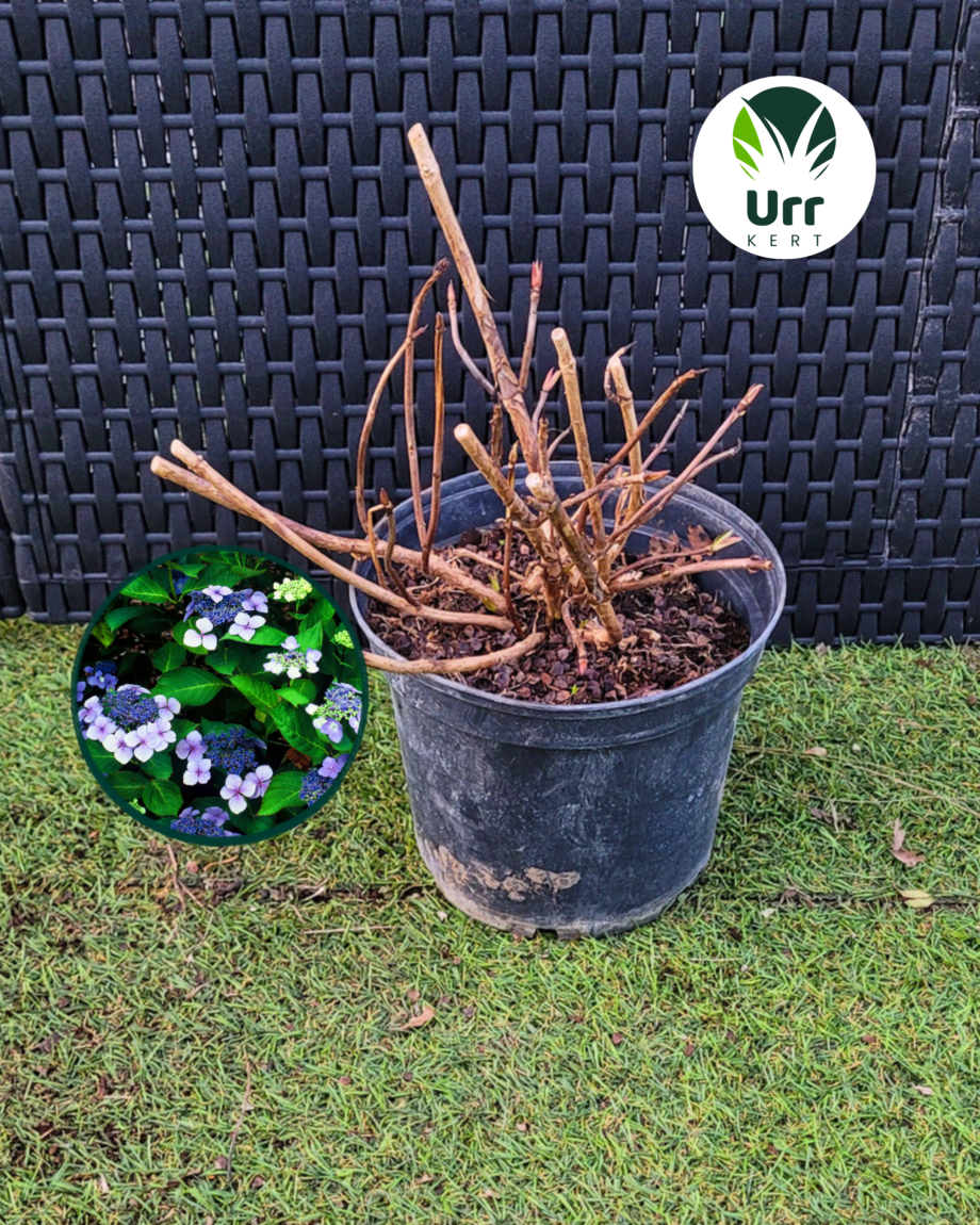 Fűrészeslevelű Hortenzia 'Blue Bird'