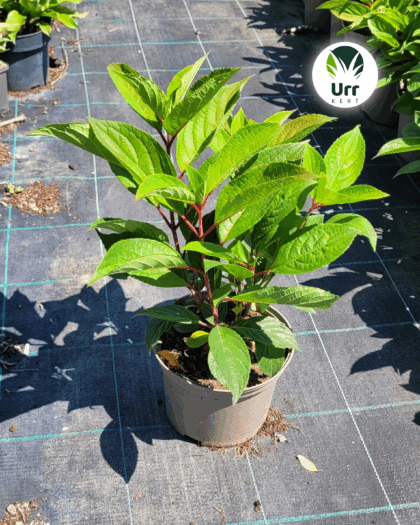 Hortenzia 'Early Harry'