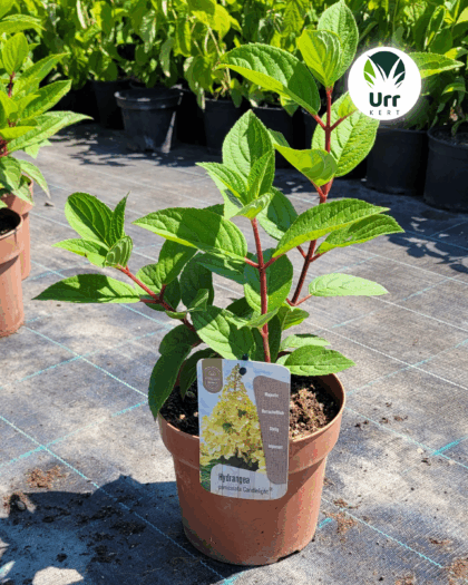 Hortenzia 'Candlelight'