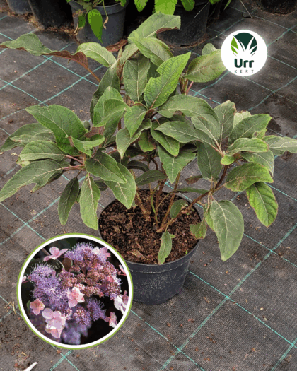 Érdeslevelű Hortenzia 'Hot Cholocate'