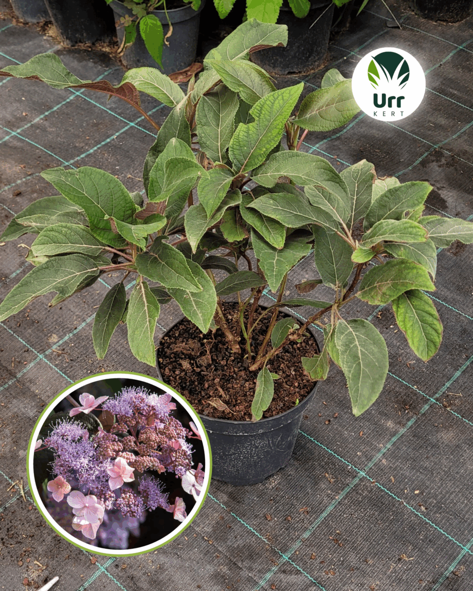 Érdeslevelű Hortenzia 'Hot Cholocate'