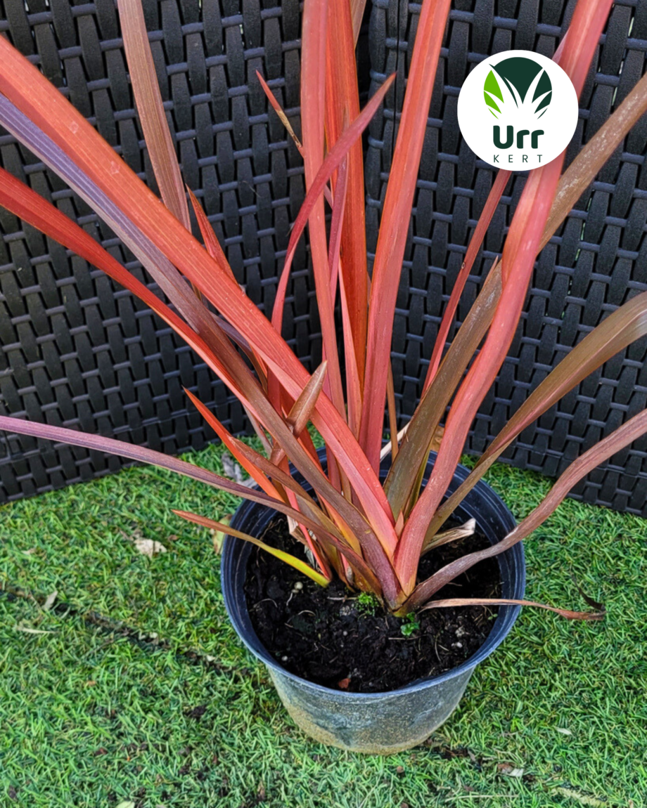 Vörös Levelű Vászonliliom