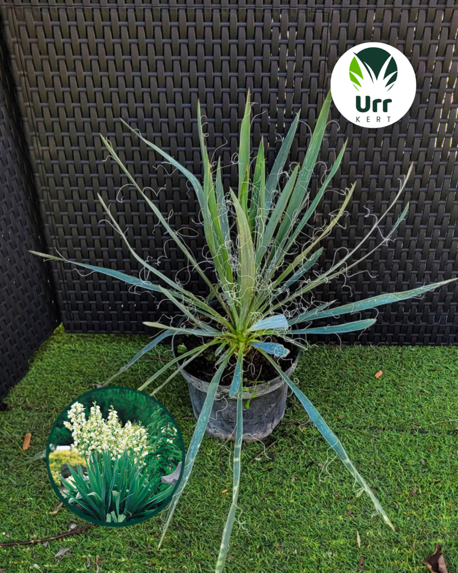 Pálmaliliom - választható fajta