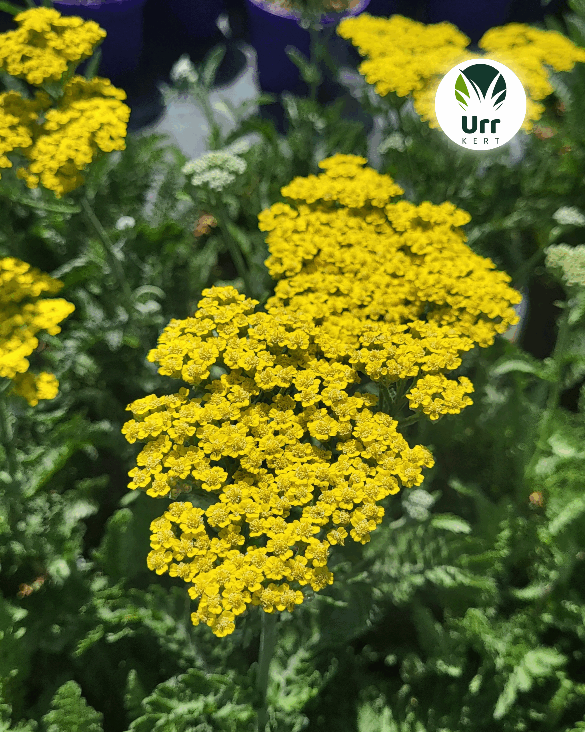 Sárga virágú cickafark (Achillea) napsütötte évelőágyásban