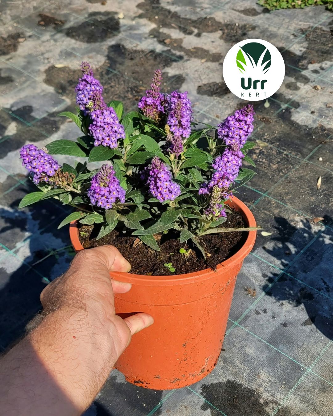 buddleja davidii 'butterfly candy' - törpe nyáriorgona