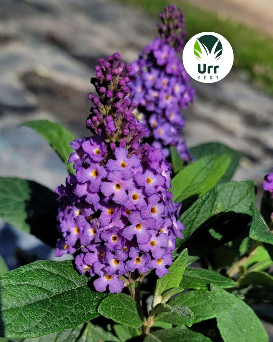 buddleja davidii 'butterfly candy' - törpe nyáriorgona