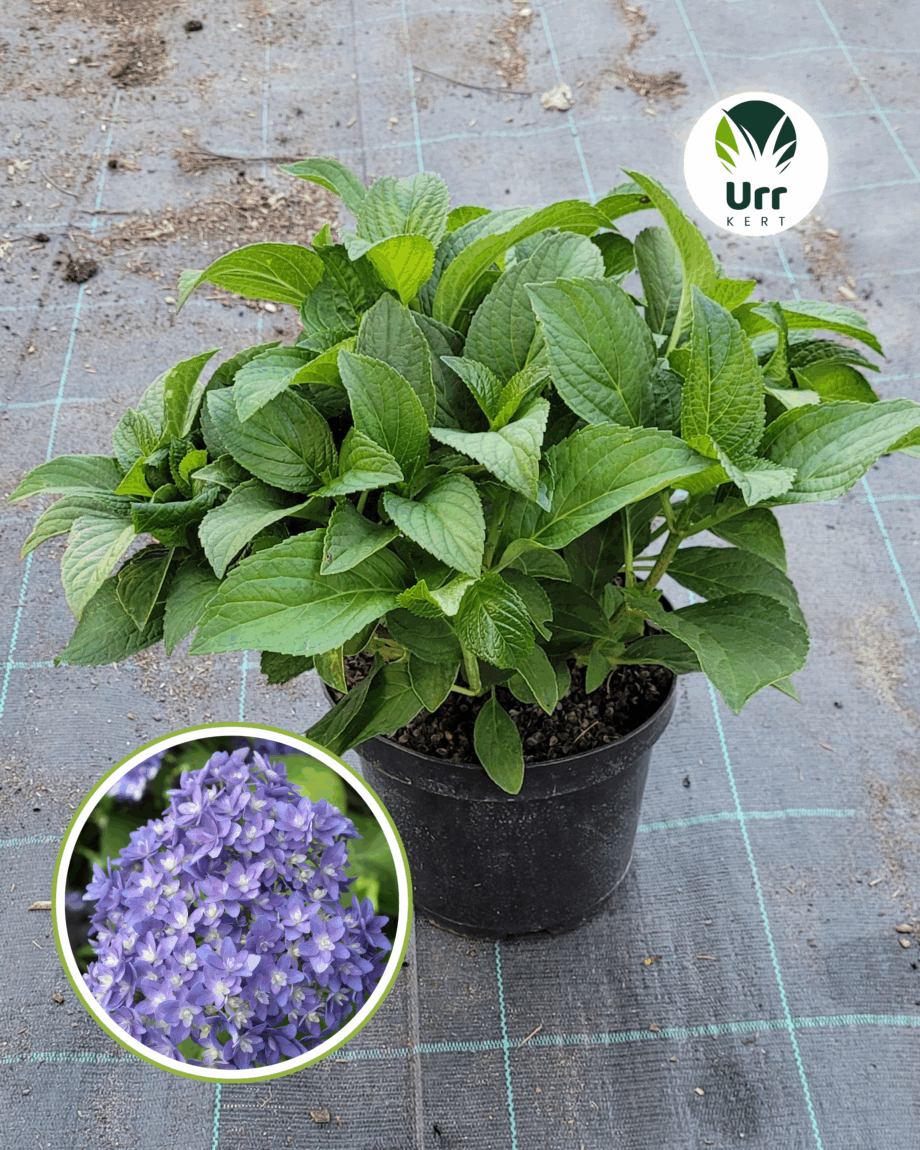 Hortenzia 'Stellar Bleu'