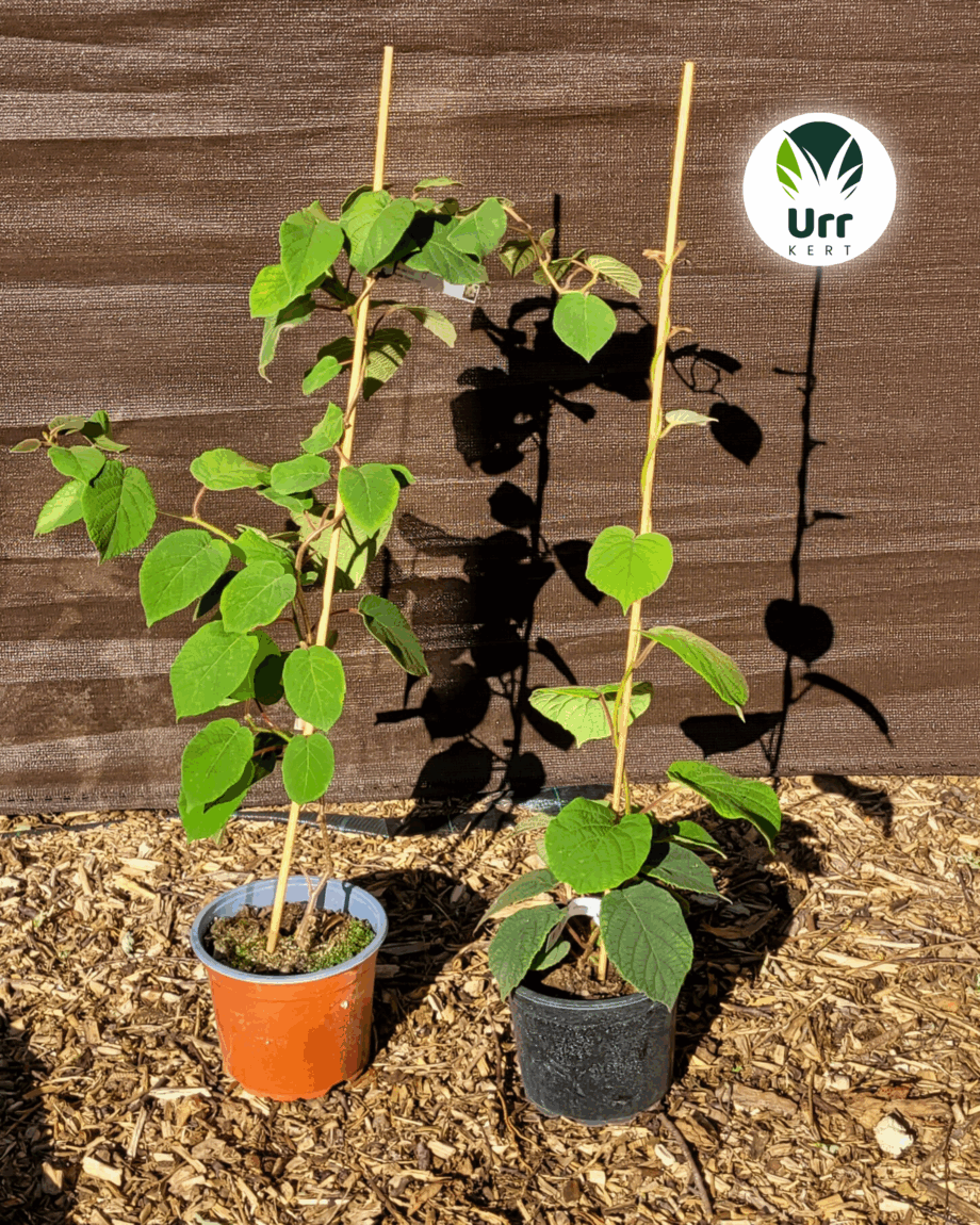 Kivi (Termős 'Hayward', Porzós 'Tomuri')