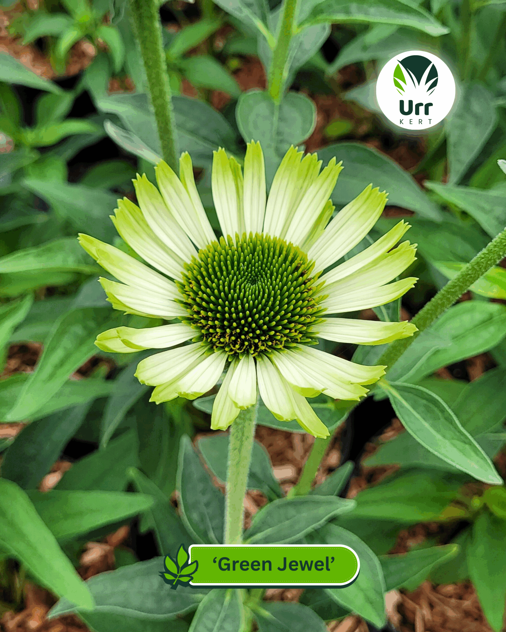 Green Jewel kasvirág különleges zöld virágokkal (Echinacea 'Green Jewel')