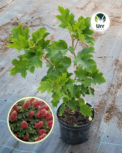 Tölgylevelű hortenzia ‘Ruby Slippers'