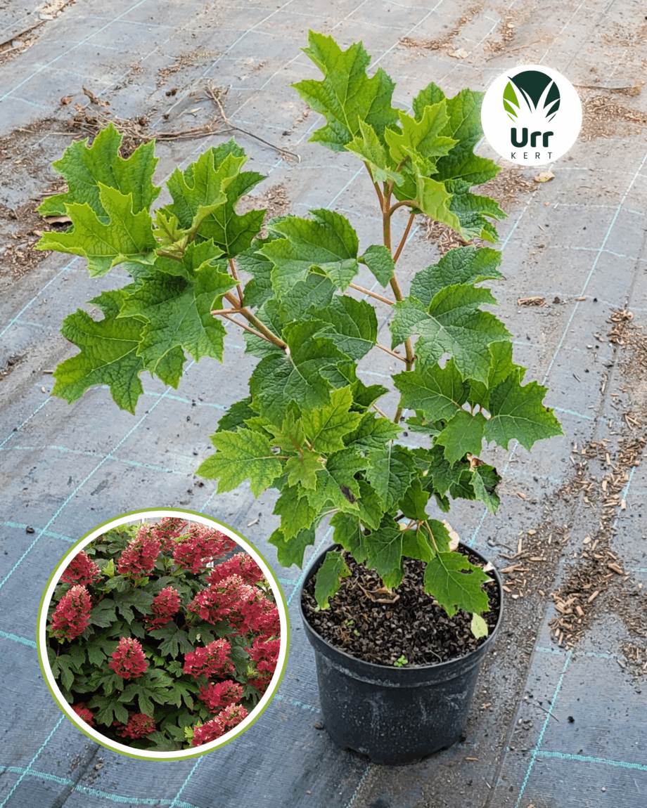 Tölgylevelű hortenzia ‘Ruby Slippers'