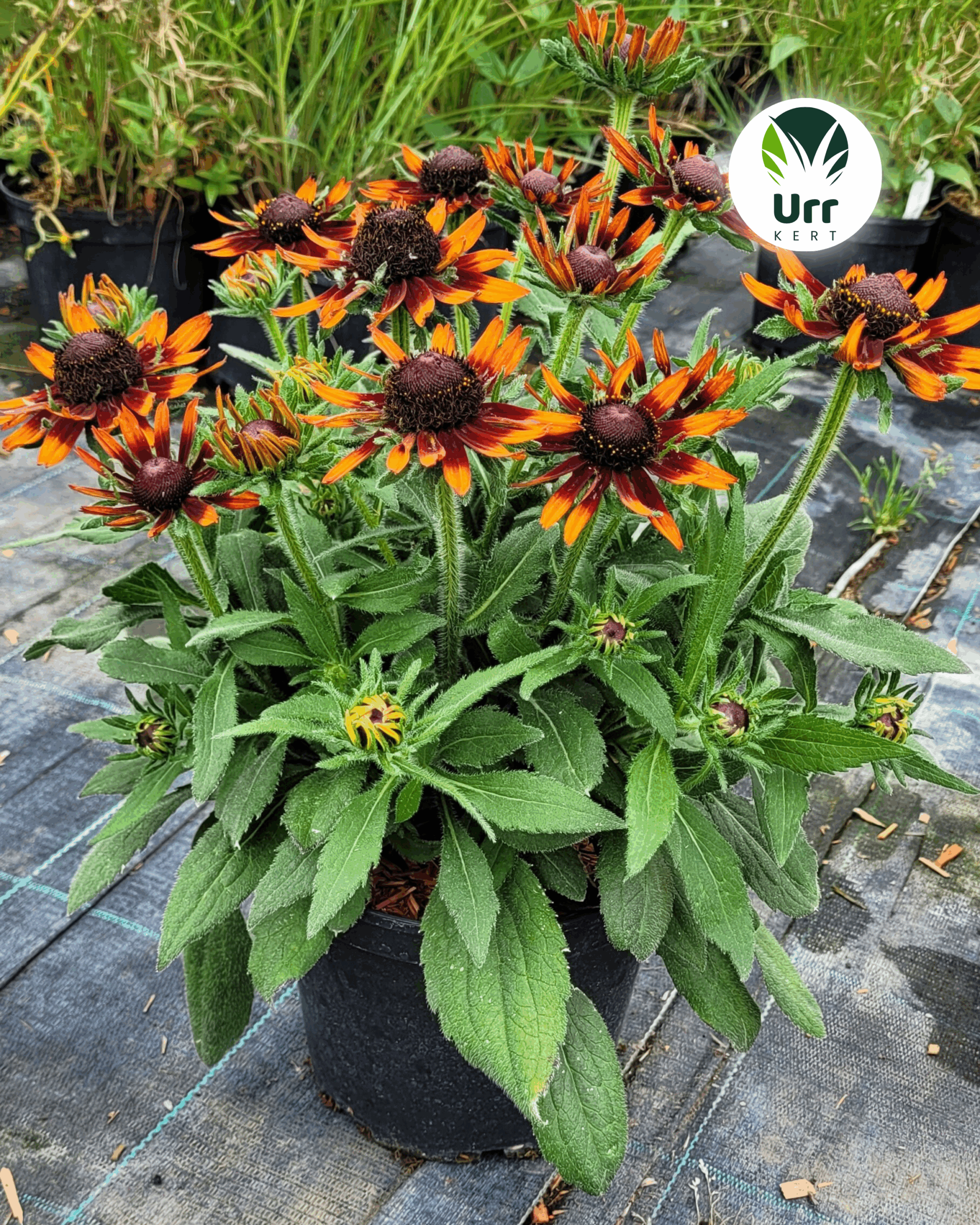 Rudbeckia SmileZ Happy kúpvirág élénksárga virágokkal