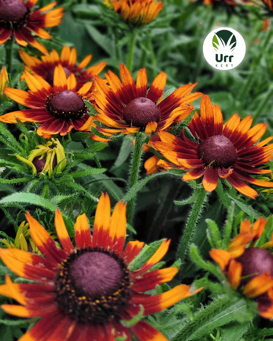 Rudbeckia SmileyZ Happy kúpvirág élénksárga virágokkal