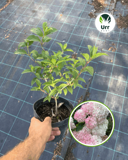 'Vanille Fraise' Hortenzia