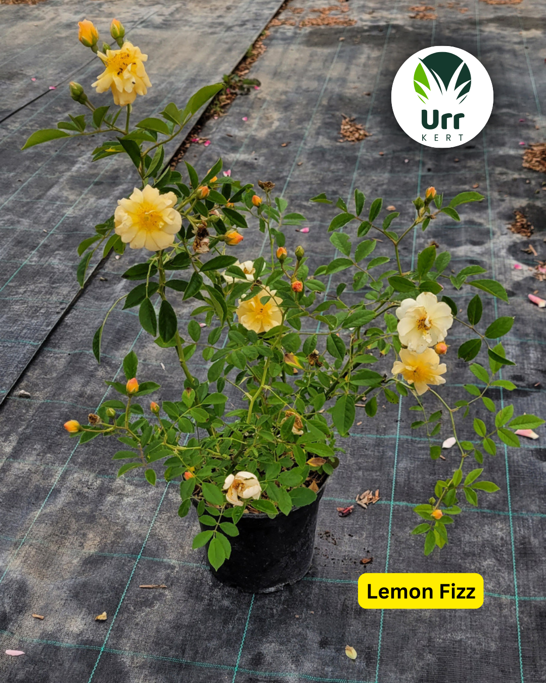 Sárga Lemon Fizz rózsa friss vágott virág