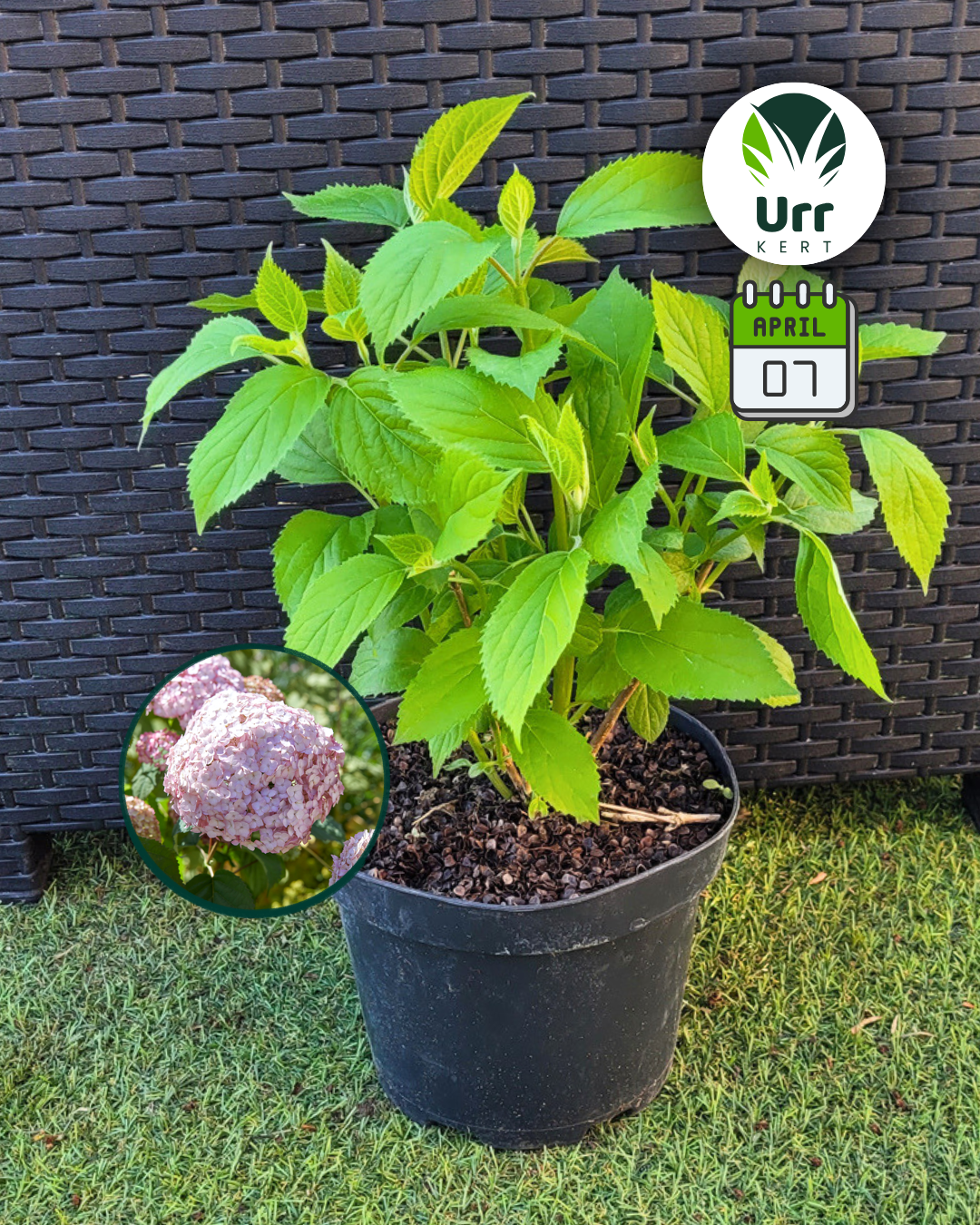 ‘Candybelle Bubblegum’ Cserjés Hortenzia