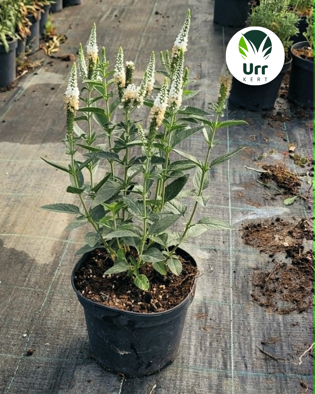 Macskafarkú veronika 'First Lady' (Veronica spicata 'First Lady') cserepes évelő növény
