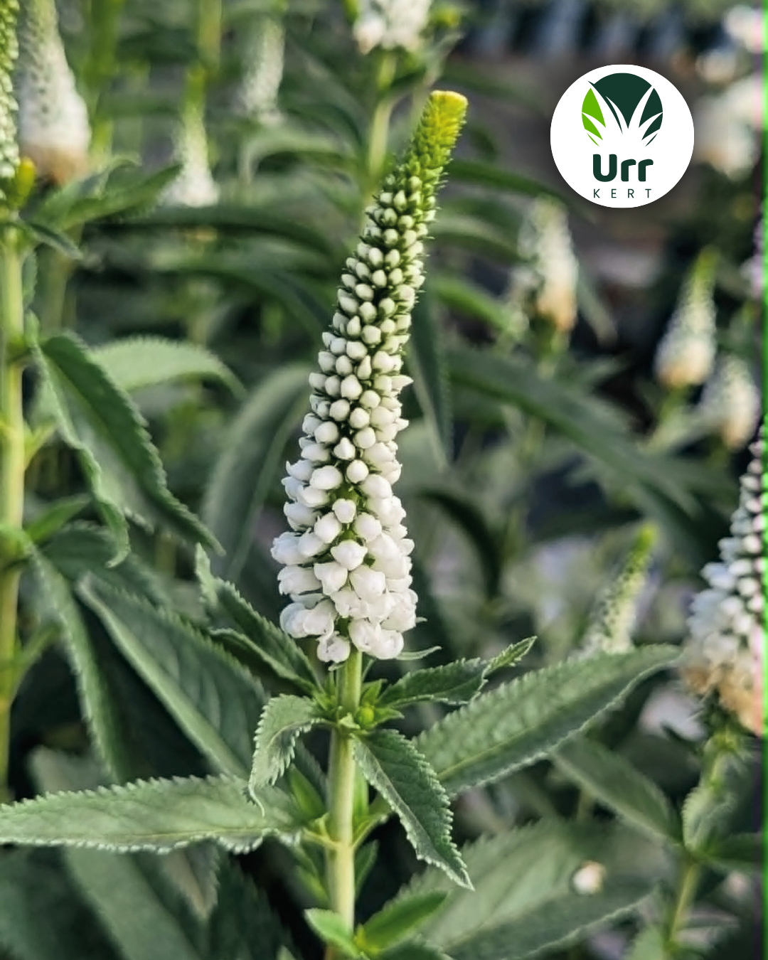 Veronica spicata 'First Lady' fehér virágfüzére közelről