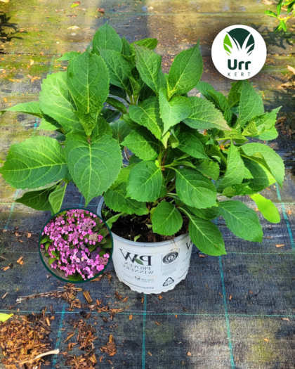 Fűrészeslevelű hortenzia 'Cotton Candy'