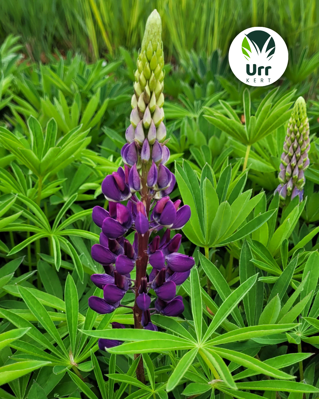 csillagfürt Lupinus Gallery Blue kék virág évelő dísznövény