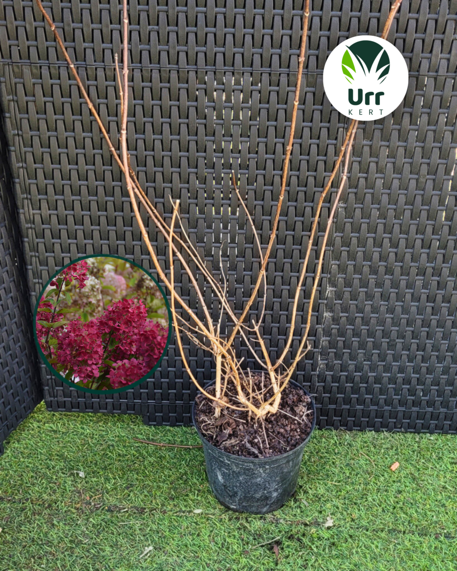 Hortenzia ‘Diamant Rouge’