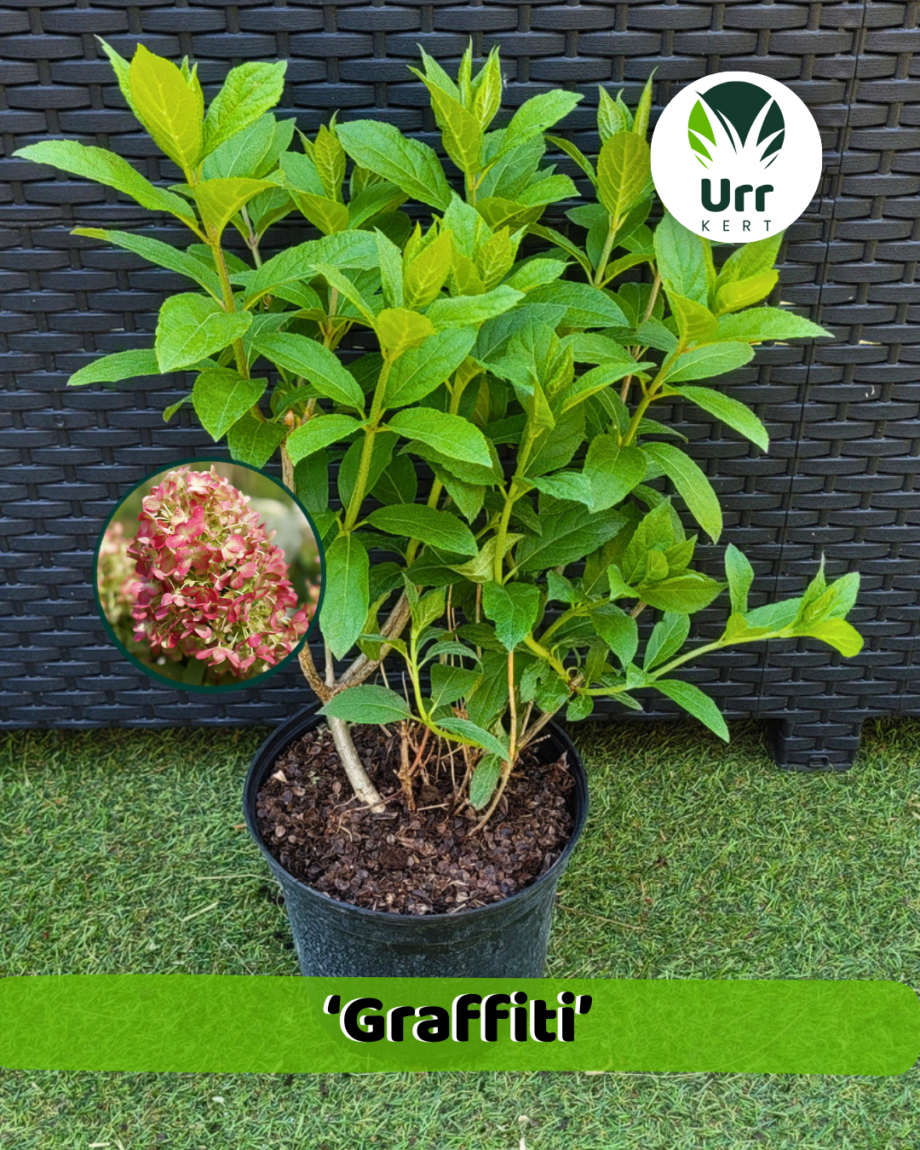 Hortenzia 'Graffiti' - www.urrkert.hu