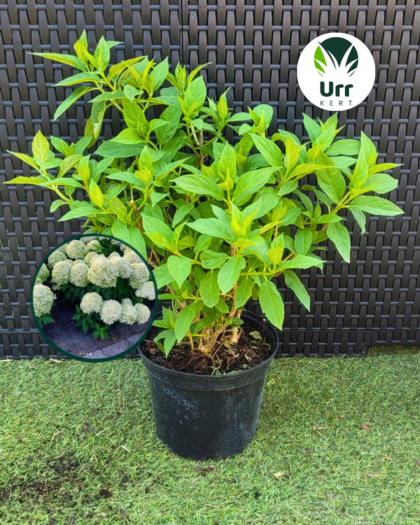 Hortenzia 'Little Spooky' - www.urrkert.hu