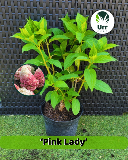 Hortenzia 'Pink Lady' - www.urrkert.hu