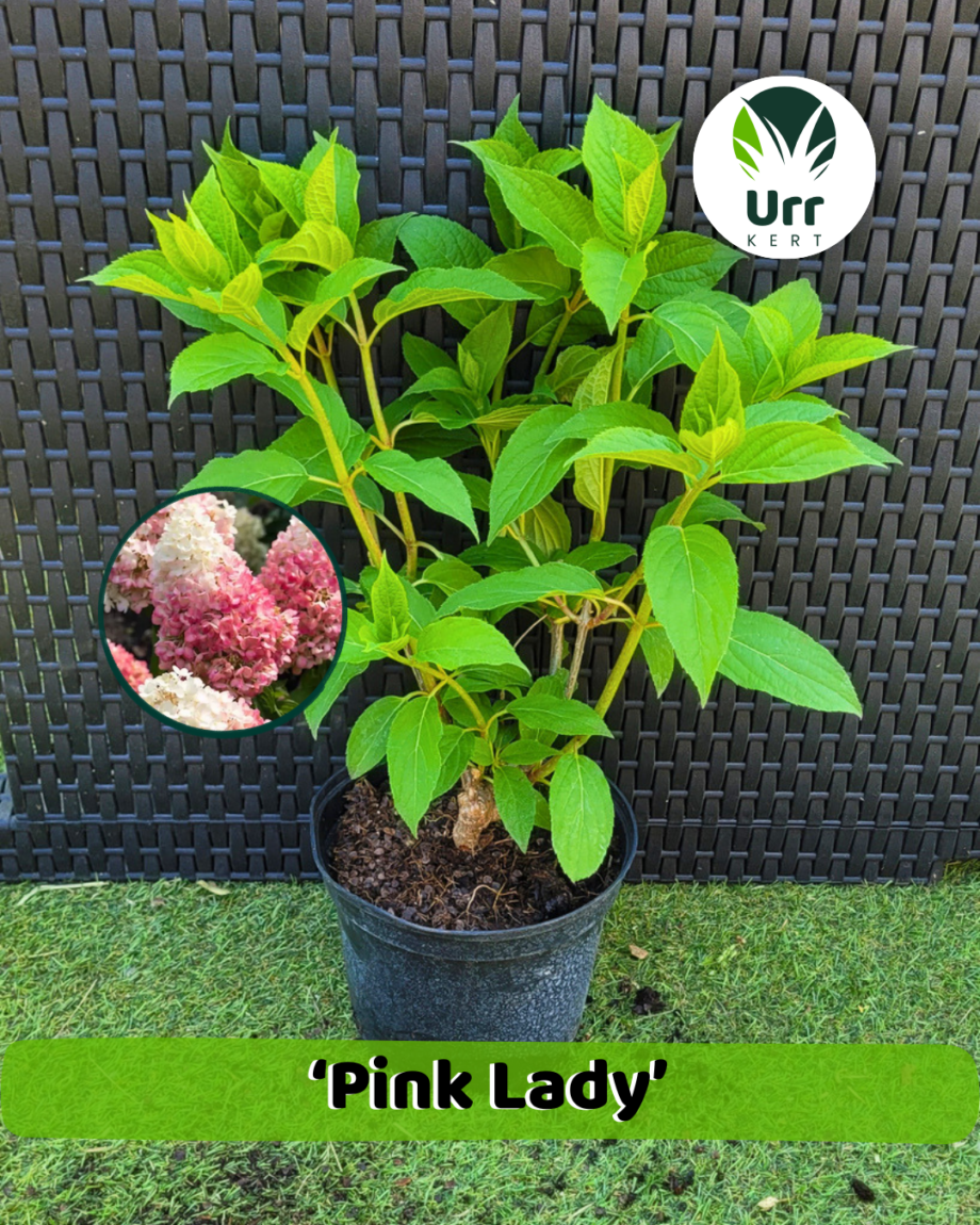 Hortenzia 'Pink Lady' - www.urrkert.hu